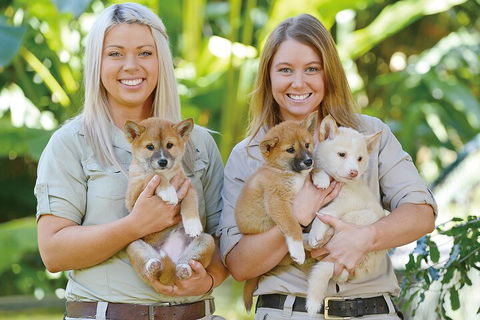 Croc Express To Australia Zoo From Gold Coast - Goulburn Accommodation 4