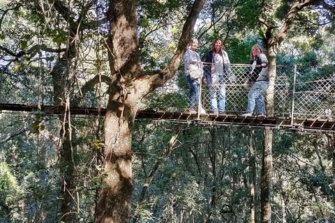 Lamington National Park, O'Reilly's & Vineyard Tour - Goulburn Accommodation 2