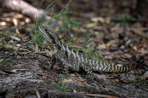 Cape Byron Aboriginal Tour - Goulburn Accommodation 3