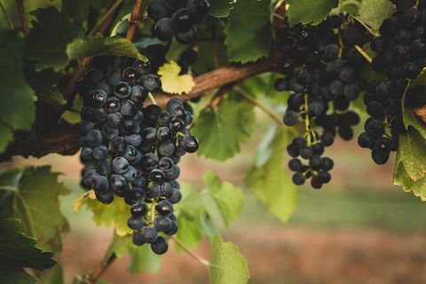 Hideaway Private Tours Hunter Valley- Indulgence Wine Tour (Full Day) - Goulburn Accommodation 3