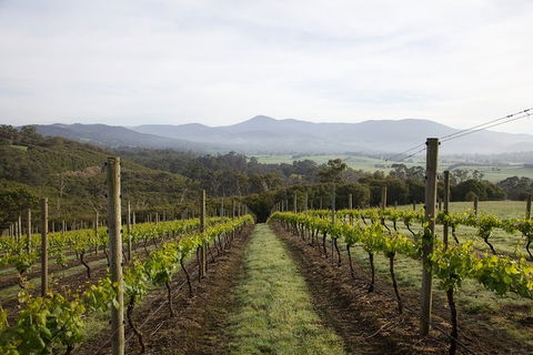 Yarra Valley 2-6 Guests Premium Food And Wine Inc Lunch At Dominique Portet - Goulburn Accommodation 1