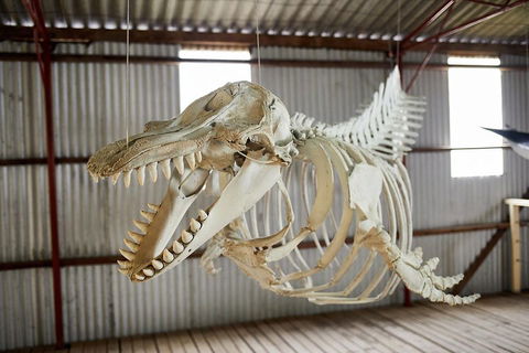 Albany's Whale Story - Goulburn Accommodation 3