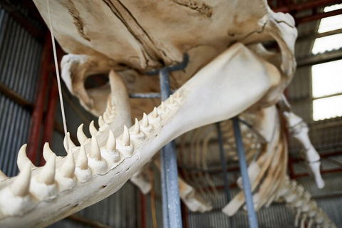 Albany's Whale Story - Goulburn Accommodation 5