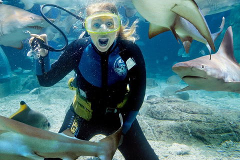 Shark Dive Experience At SEA LIFE Melbourne Aquarium - Goulburn Accommodation 0