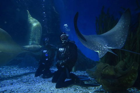 Shark Dive Experience At SEA LIFE Melbourne Aquarium - Goulburn Accommodation 1