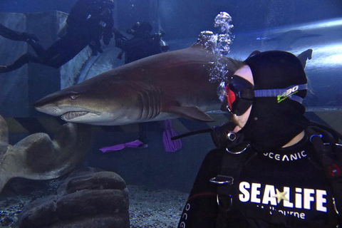 Shark Dive Experience At SEA LIFE Melbourne Aquarium - Goulburn Accommodation 2