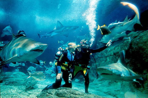 Shark Dive Experience At SEA LIFE Melbourne Aquarium - Goulburn Accommodation 3