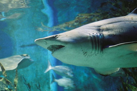 Shark Dive Experience At SEA LIFE Melbourne Aquarium - Goulburn Accommodation 4