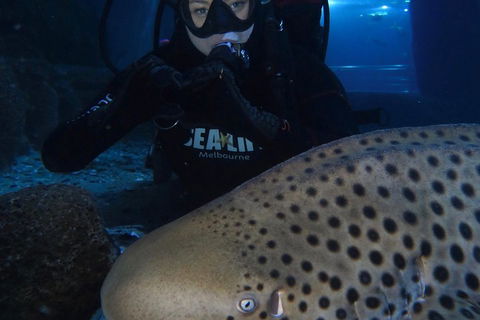 Shark Dive Experience At SEA LIFE Melbourne Aquarium - Goulburn Accommodation 5