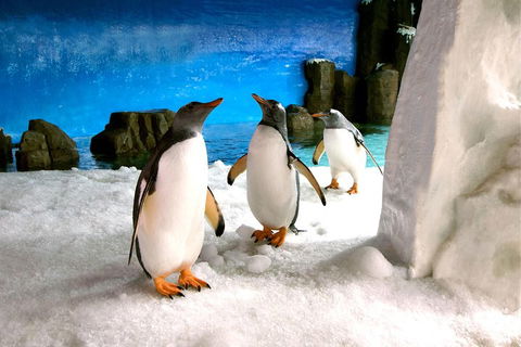 Penguin Passport At SEA LIFE Melbourne Aquarium - Goulburn Accommodation 1