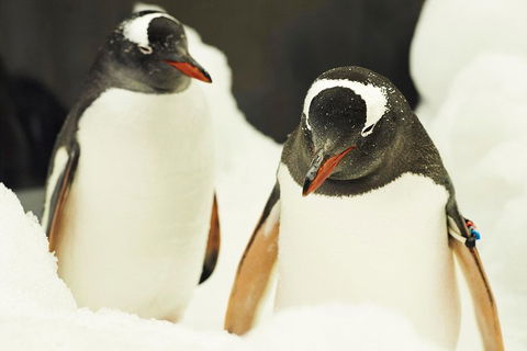 Penguin Passport At SEA LIFE Melbourne Aquarium - Goulburn Accommodation 2