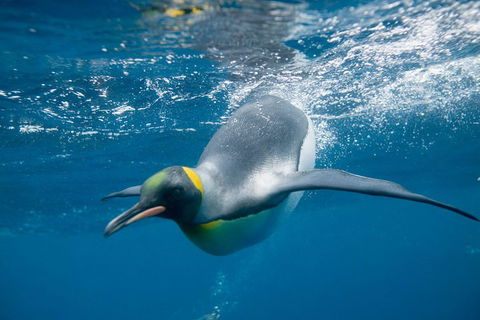 Penguin Passport At SEA LIFE Melbourne Aquarium - Goulburn Accommodation 3