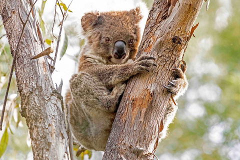 Wild Australian Wildlife 4WD Tour From Sydney - Goulburn Accommodation 1