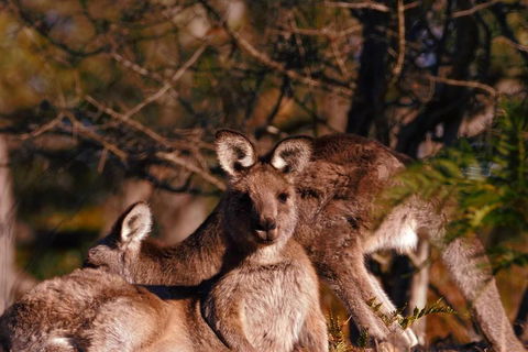 Wild Australian Wildlife 4WD Tour From Sydney - Goulburn Accommodation 3
