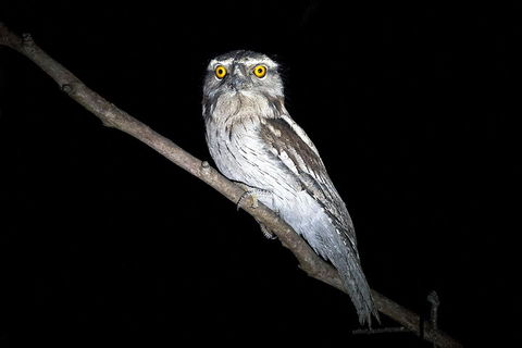 Wild Australian Wildlife 4WD Tour From Sydney - Goulburn Accommodation 4