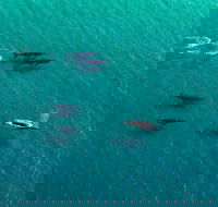 40-45 Minute Port Stephens and Stockton Beach Helicopter Flight - For 2 - Goulburn Accommodation