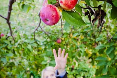 Perth Hills - Wildlife, Art & Gastronomy - Goulburn Accommodation 1