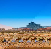 Alice Springs Camel Tour - Goulburn Accommodation