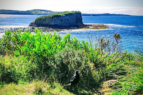 Erupting Blowholes And Ancient Rainforests With 'Personalised Sydney Tours' - Goulburn Accommodation 3
