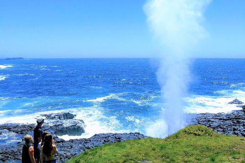 Erupting Blowholes And Ancient Rainforests With 'Personalised Sydney Tours' - Goulburn Accommodation 5