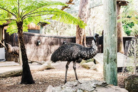 Sydney Taronga Zoo General Entry Ticket And Wild Australia Experience - Goulburn Accommodation 0