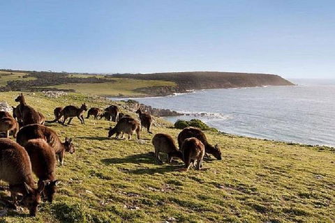 Kangaroo Island Personal Group Tours - Goulburn Accommodation 0