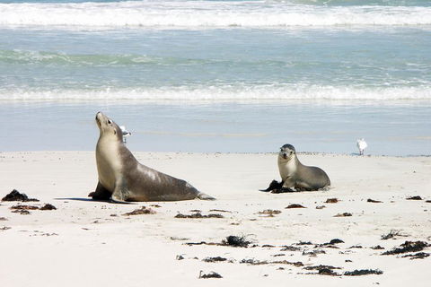 Kangaroo Island Personal Group Tours - Goulburn Accommodation 3