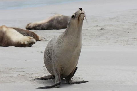 Kangaroo Island Personal Group Tours - Goulburn Accommodation 4
