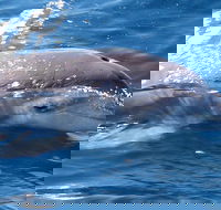 Jervis Bay Dolphin Watch Cruise - Goulburn Accommodation