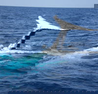 Whale Watching Jervis Bay - Goulburn Accommodation