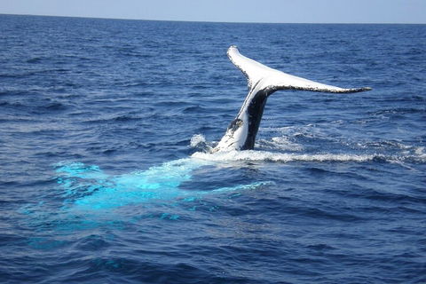 Whale Watching Jervis Bay - Goulburn Accommodation 0