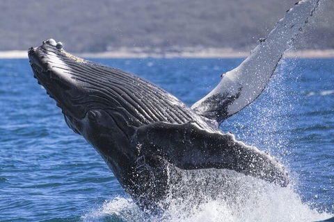 Whale Watching Jervis Bay - Goulburn Accommodation 2