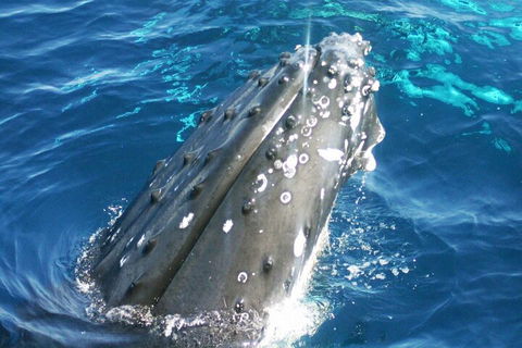 Whale Watching Jervis Bay - Goulburn Accommodation 3