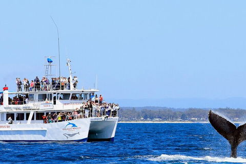 Whale Watching Jervis Bay - Goulburn Accommodation 4
