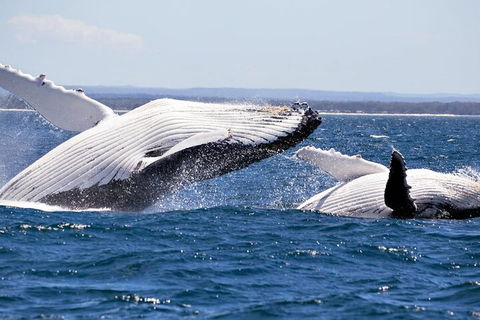 Whale Watching Jervis Bay - Goulburn Accommodation 5