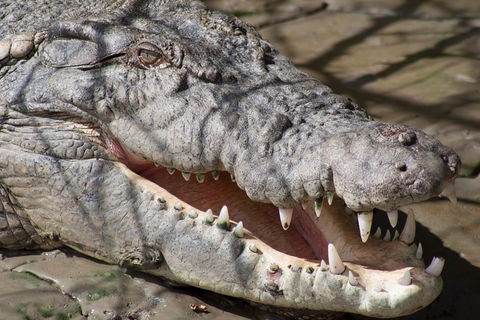 Whitsunday Crocodile Safari Including Lunch - Goulburn Accommodation 1