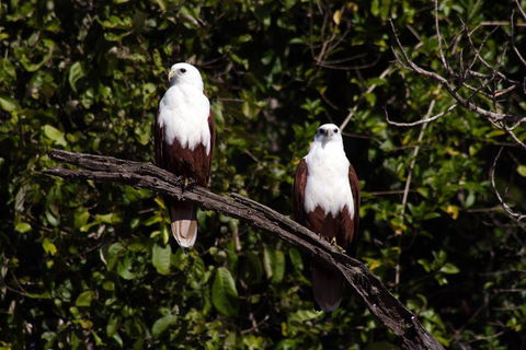 Whitsunday Crocodile Safari Including Lunch - Goulburn Accommodation 2