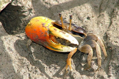 Whitsunday Crocodile Safari Including Lunch - Goulburn Accommodation 3