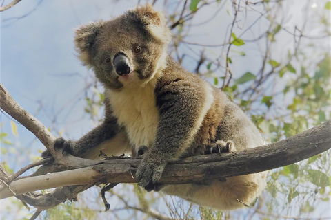 Kangaroo Island Scenic Trail Tour - Goulburn Accommodation 2