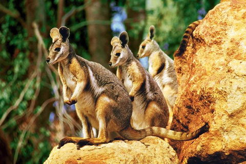 Sydney Harbour Hop On Hop Off Cruise With Taronga Zoo Entry - Goulburn Accommodation 4