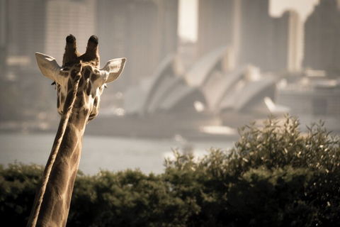 Sydney Harbour Hop On Hop Off Cruise With Taronga Zoo Entry - Goulburn Accommodation 5