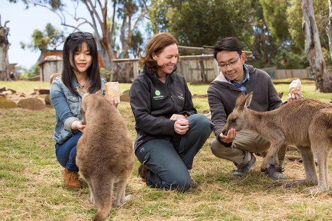 Bonorong Wildlife Park And Richmond Afternoon Tour From Hobart - Goulburn Accommodation 1