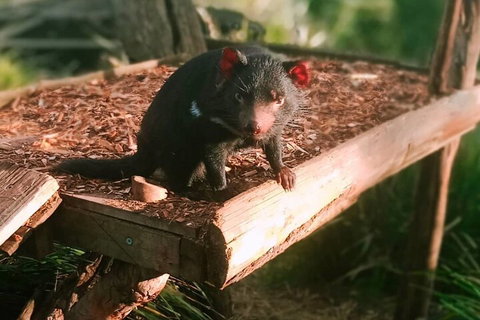 Bonorong Wildlife Park And Richmond Afternoon Tour From Hobart - Goulburn Accommodation 4