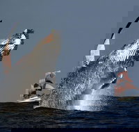 Sydney Harbour Tall Ship Whale  Sail - Whale Watching Cruise - Goulburn Accommodation