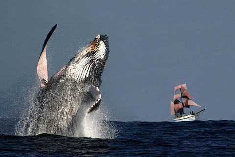 Sydney Harbour Tall Ship Whale & Sail - Whale Watching Cruise - Goulburn Accommodation 0