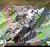 Cairns ZOOM and Wildlife Dome - Goulburn Accommodation