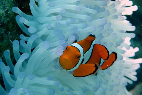 Seastar Luxury Outer Great Barrier Reef Island And Reef Tour From Cairns - Goulburn Accommodation 0