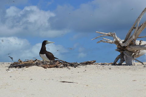 Seastar Luxury Outer Great Barrier Reef Island And Reef Tour From Cairns - Goulburn Accommodation 1