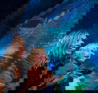 SEA LIFE Sunshine Coast Aquarium Entrance Ticket - Goulburn Accommodation