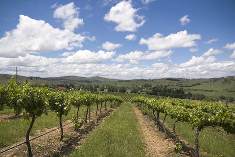 Hunter Valley Wine Tour From Sydney Incl Lunch, Cheese, Chocolate And Distillery - Goulburn Accommodation 0